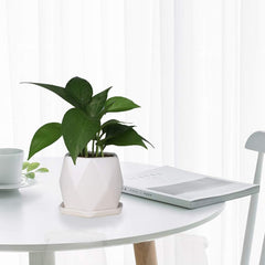 Geometric ceramic planter trio
