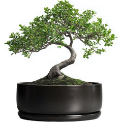 Shallow ceramic bonsai planter