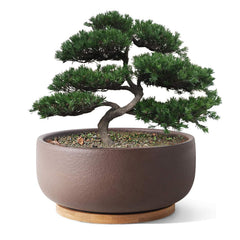 Terracotta bonsai planter