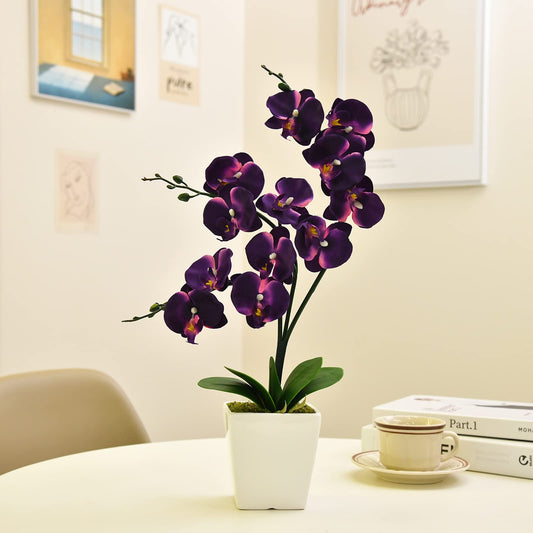 Pot Depth Matters: How to Choose the Right Height for Your Orchid