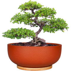 Terracotta bonsai planter