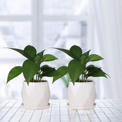 Geometric ceramic planter trio
