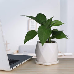 Geometric ceramic planter trio